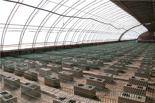 定邊農業之聲 有序復工育良種 科學發展促增收