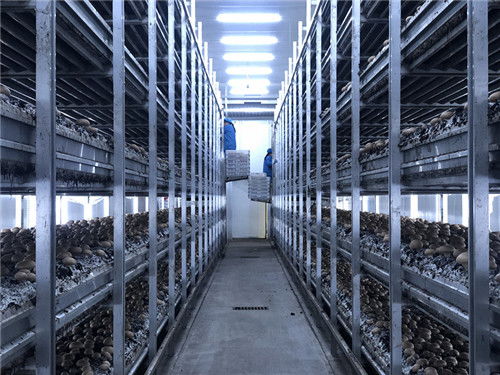 洛陽崧田農業開發 打造豫西最大雙孢蘑菇種植基地的定邊農業之聲