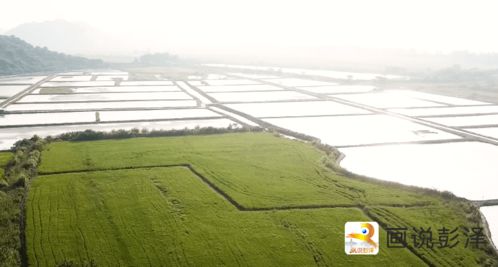 彭澤縣優質農特產品閃耀全市農民豐收節，迎來現代農業展示新篇章